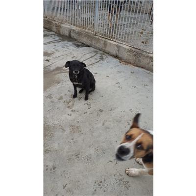 COMUNE DI AVELLINO - Cane - Microchip 380260043165988