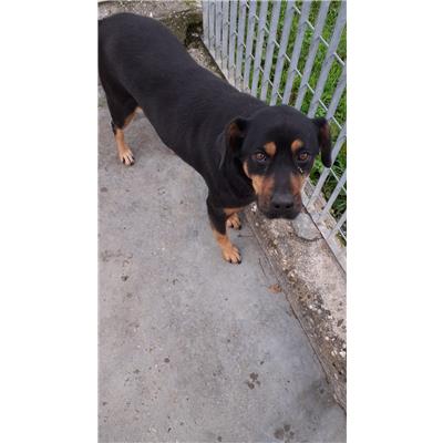 COMUNE DI AVELLINO - Cane - Microchip 380260043206586