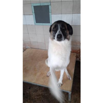 COMUNE DI AVELLINO - Cane - Microchip 380260043815838