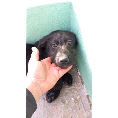 COMUNE DI AVELLINO - Cane - Microchip 380260044960168