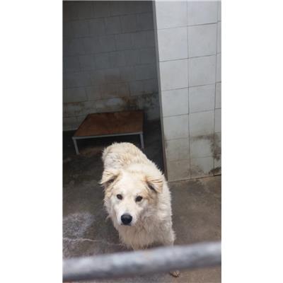 COMUNE DI SANT'ANGELO A CUPOLO - Cane - Microchip 380260044869396