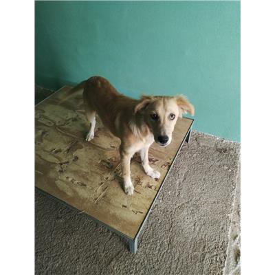 COMUNE DI AVELLINO - Cane - Microchip 380260044977626