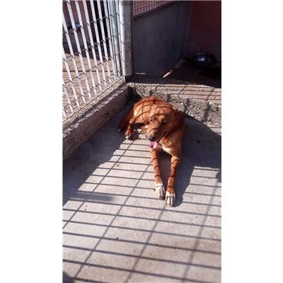 COMUNE DI AVELLINO - Cane - Microchip 380260044961347