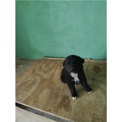 COMUNE DI AVELLINO - Cane - Microchip 380260044978299