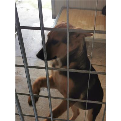 COMUNE DI SANT'ANGELO A CUPOLO - Cane - Microchip 380260045269660