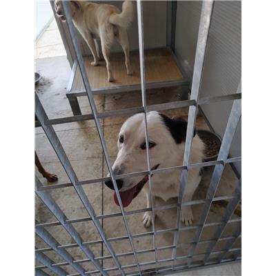 COMUNE DI AVELLINO - Cane - Microchip 380260044946651